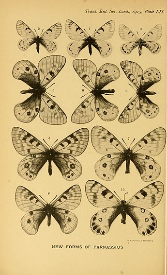 Fig 1 male, fig 2 female, fig 3 female underside TransEntSocLondon1915PlateLII.jpg