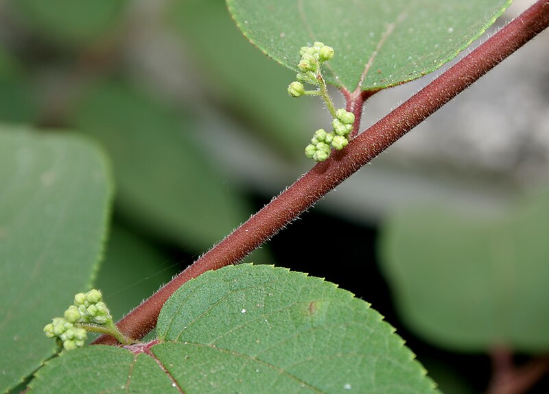 File:Trema orientalis (Pigeon Wood) W IMG 2236.jpg