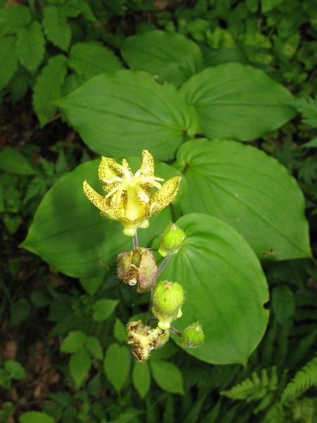 File:Tricyrtis latifolia 3.JPG