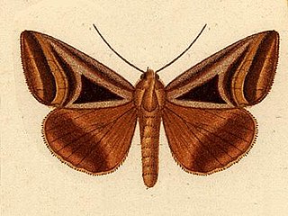 <i>Trigonodes lucasii</i> Species of moth