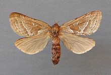 Triodia sylvina-Kärnten, Hohe Tauern, Obervellach, 1050 m-bE- HdN-481a.jpg 