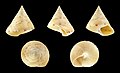 * Nomination Shell of a Sea Monarch Top Snail, Tristichotrochus haliarchus --Llez 21:16, 5 October 2018 (UTC) * Promotion Good quality. --Peulle 22:02, 5 October 2018 (UTC)