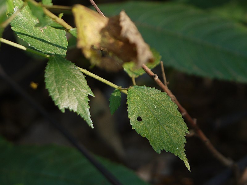 File:Triumfetta pentandra (6362243343).jpg