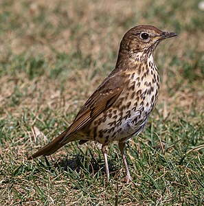 Drozd zpěvný (Turdus philomelos)