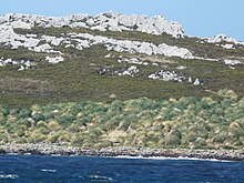 Poa flabellata es autóctona de las islas.