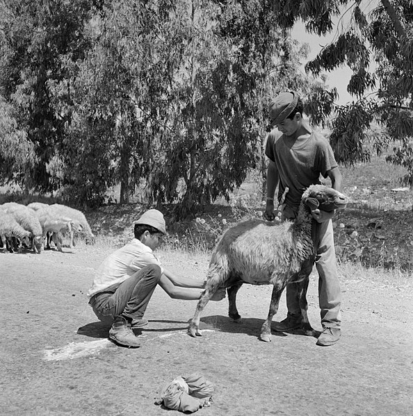 File:Twee herders bij een schaap dat gemolken wordt, Bestanddeelnr 255-4623.jpg