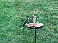 Two hawks in a North Potomac backyard