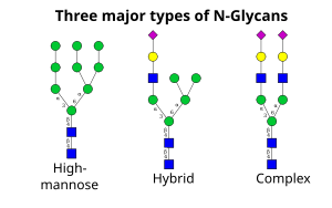 Types of glycans.svg