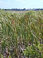 A color photograph of cattails growing in the Everglades