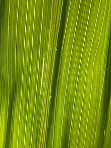 Close-up of the amount of sunlight coming through an individual corn leaf Underside of a Corn Leaf, 2020-07-25.jpg