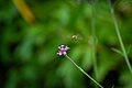 Une abeille (Apis mellifera) en vol à côté de Verveine de Buenos Aires (Verbena bonariensis)