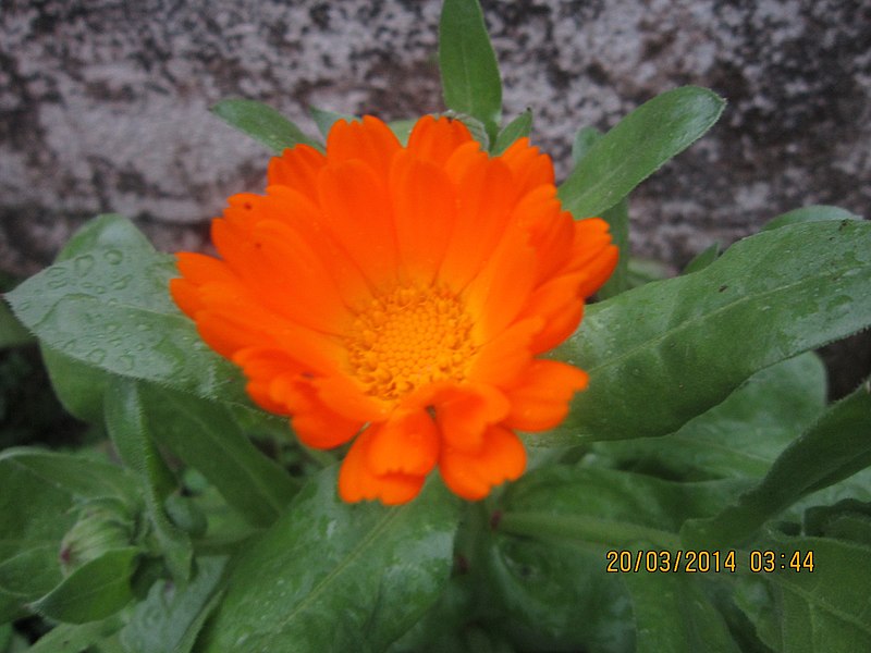 File:Unknown flower in rock gardens.jpg