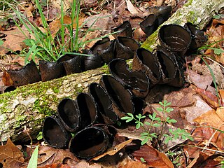 <i>Urnula craterium</i> Species of fungus