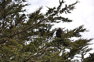 Urubu À Tête Rouge: Description, Écologie et comportement, Répartition et habitat