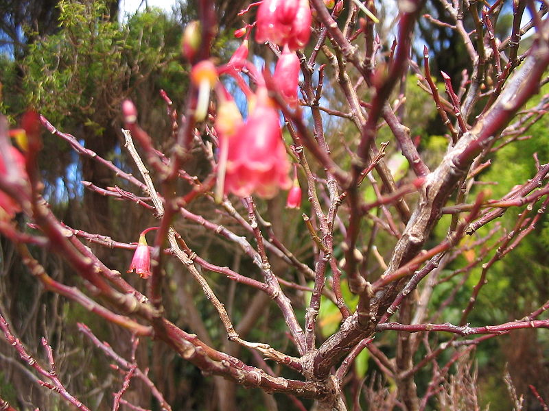 File:Vaccinium cylindraceum (Flowers).jpg