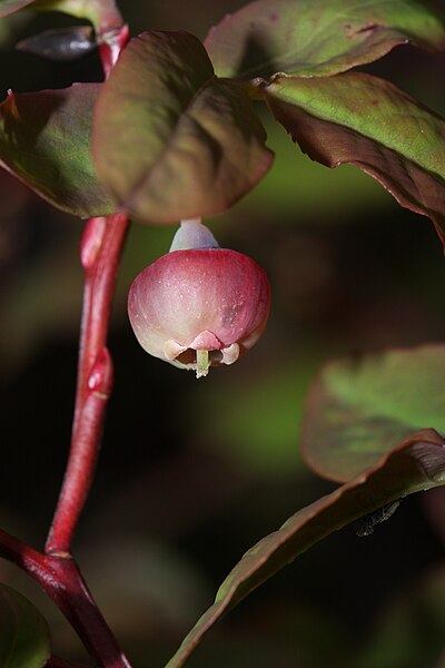 File:Vaccinium ovalifolium 9572.JPG