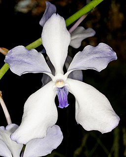 <i>Vanda</i> Genus of orchids