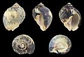 * Nomination Shell of a Gourd Rock Snail, Vasula melones --Llez 06:32, 10 April 2021 (UTC) * Promotion  Support Good quality. --Ermell 07:01, 10 April 2021 (UTC)