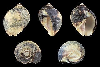 <i>Vasula melones</i> Species of gastropod