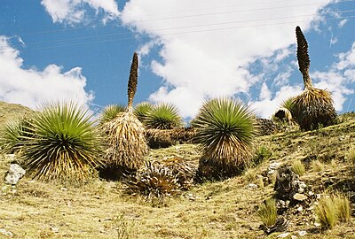 Habitat.