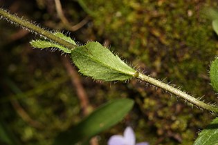 Veronica wormskjoldii