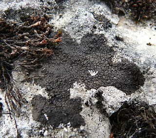 <i>Verrucaria nigrescens</i> Species of lichen in the family Verrucariaceae