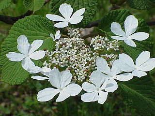 <i>Viburnum furcatum</i> Species of flowering plant