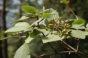 Viburnum lantana fruits and leaves.jpg