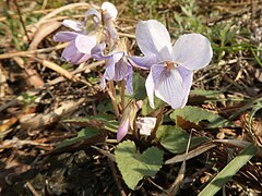 花色がやや白っぽいもの。