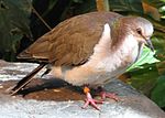 Thumbnail for Caribbean dove