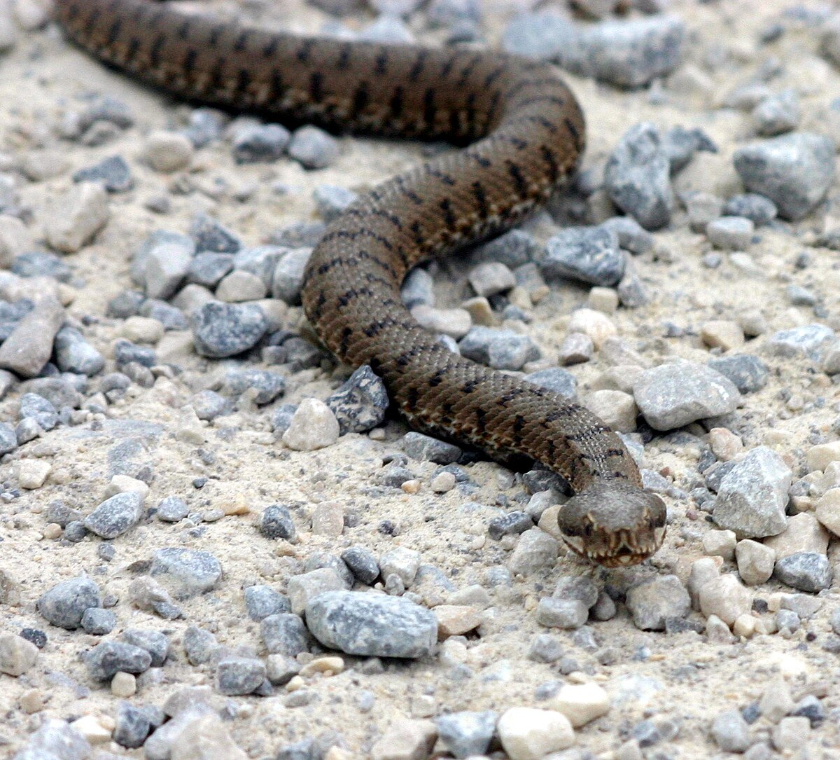 Vipera