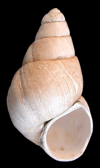 <i>Viviparus glacialis</i> Extinct species of gastropod