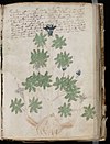 Voynich Manuscript (113).jpg