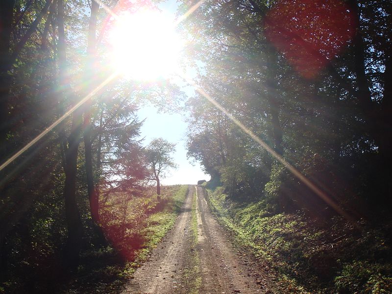 File:Wald- Feldweg in Richtung Mooshäuschen (2007) - panoramio.jpg