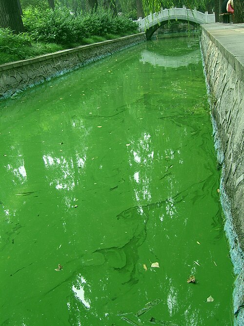 Сколько цветет вода. Цветение водоемов. Зеленая вода в пруду.