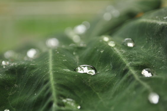 Water droplet on a leaf