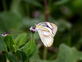 Appias libythea