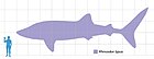 Whaleshark scale.jpg 