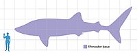 Whaleshark scale.jpg