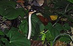 Thumbnail for File:White-bellied Rat Snake (Ptyas fusca), Singapore - 20140914.jpg