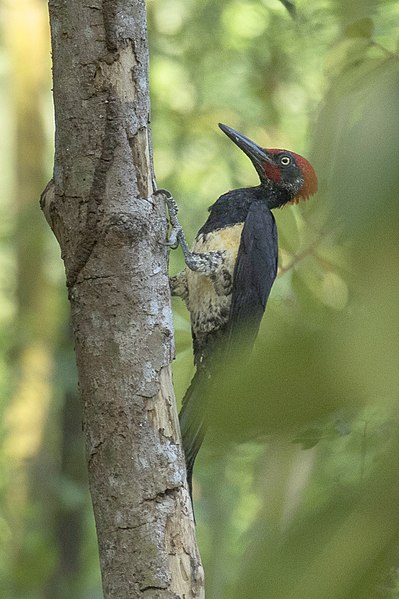 File:White-bellied Woodpecker - Baluran NP - East Java MG 8575 (29183356023).jpg