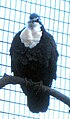 White-bibbed Ground-dove (Gallicolumba jobiensis), Taronga Zoo, Sidney.jpg