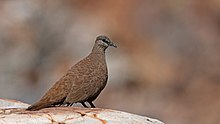 White-quilled Rock Pigeon.jpg