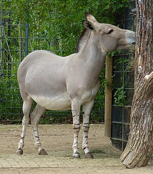 Equidae: Équidos actuales, Taxonomía, Evolución de los équidos