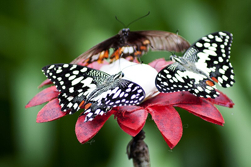 File:Winged Trio.jpg