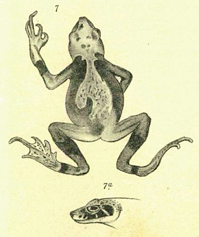 Bildebeskrivelse Wolterstorffina parvipalmata (Werner, 1898) .jpg.