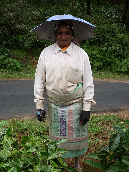 File:Wome ready to pluck tea leaves.JPG