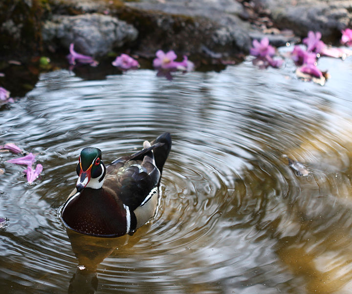 File:Wood Duck (3385646450).jpg