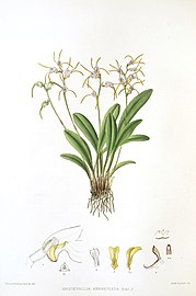 Masdevallia abbreviata