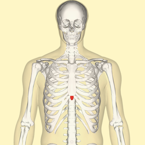 Xiphoid-Prozess frontal.png